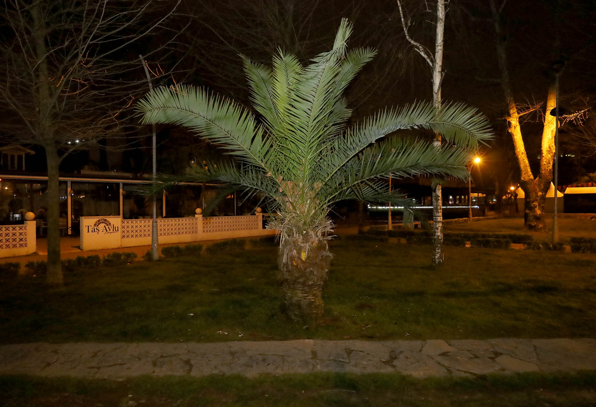 Büyükşehir şehrin süsü olan palmiyeleri şimdi yaza hazırlıyor