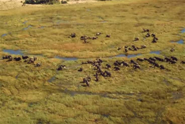 OSM’de Safari Macerası