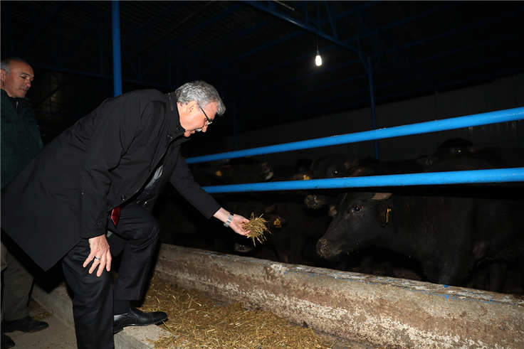 Başkan Yüce ‘hayırlı olsun’ dedi, 153 manda çiftliğe girdi