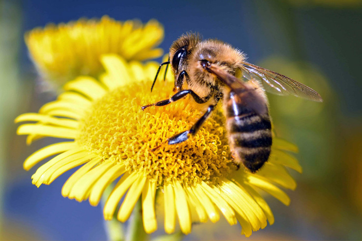 Çiftçilere bitkisel üretimde arı kullanımı eğitimi verilecek