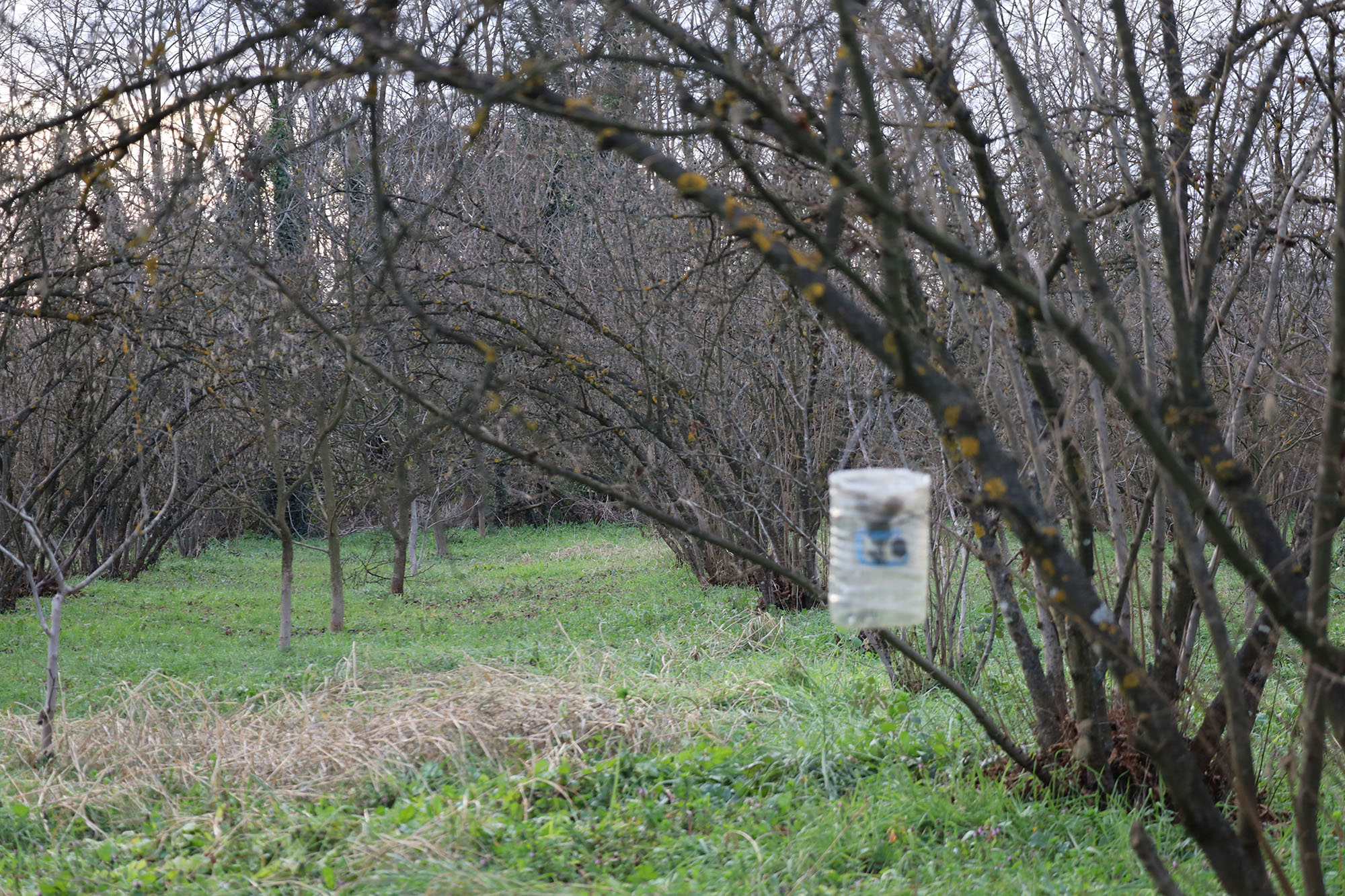Evi görünce terk etmeyi düşündü: Binlerce kokarcanın istila kabusunu TUTSAK bitirdi