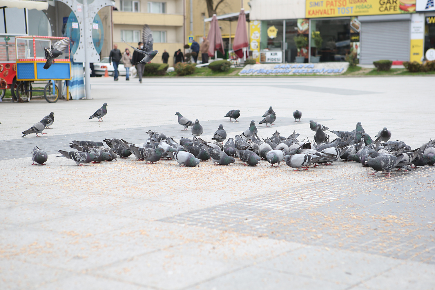 Şehir kuşlarına Büyükşehir desteği