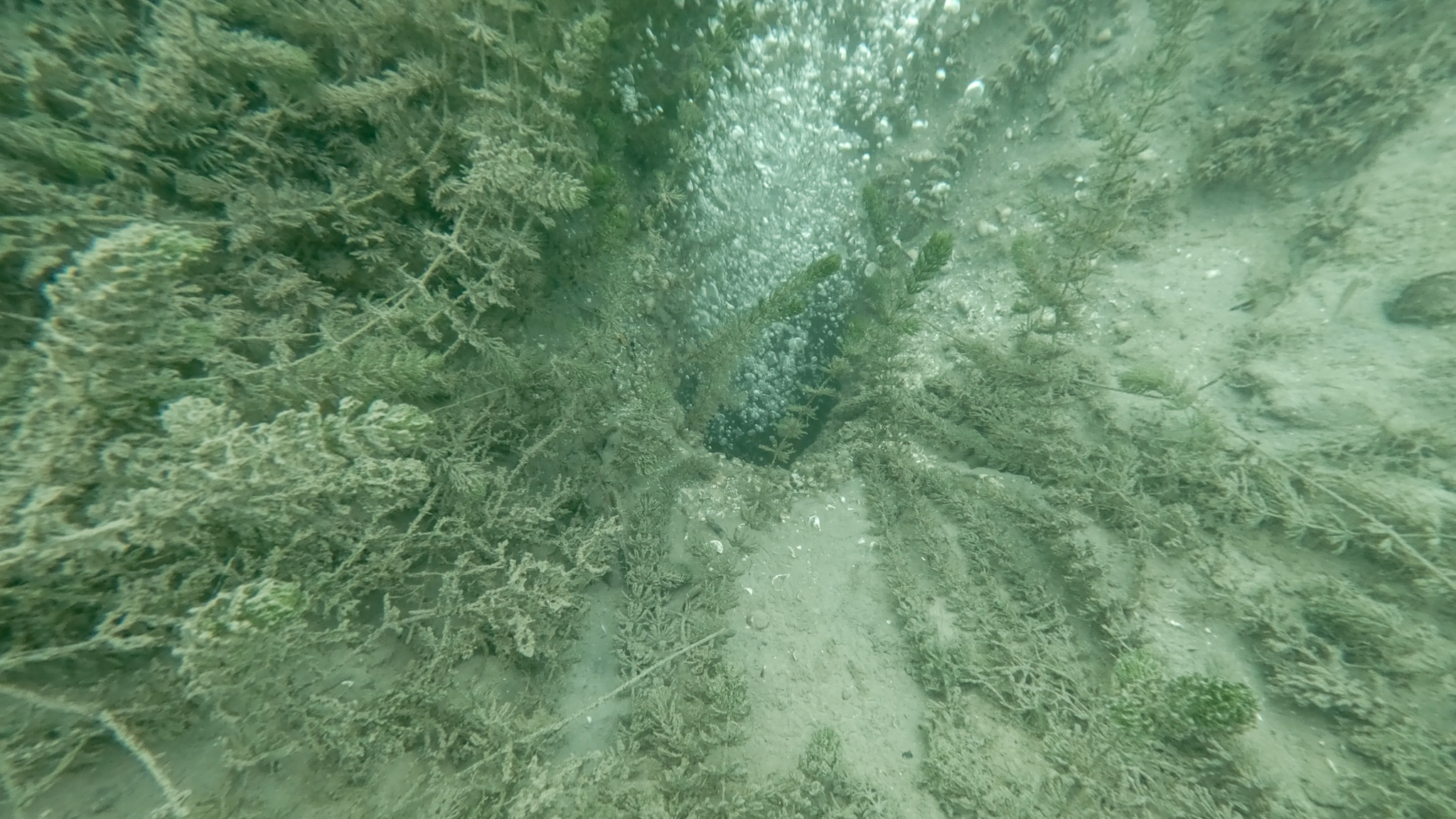 SASKİ Sapanca Gölü’ndeki o noktada incelemenin sonucunu paylaştı: “Yapılan incelemede olumsuz bir duruma rastlanmadı” 