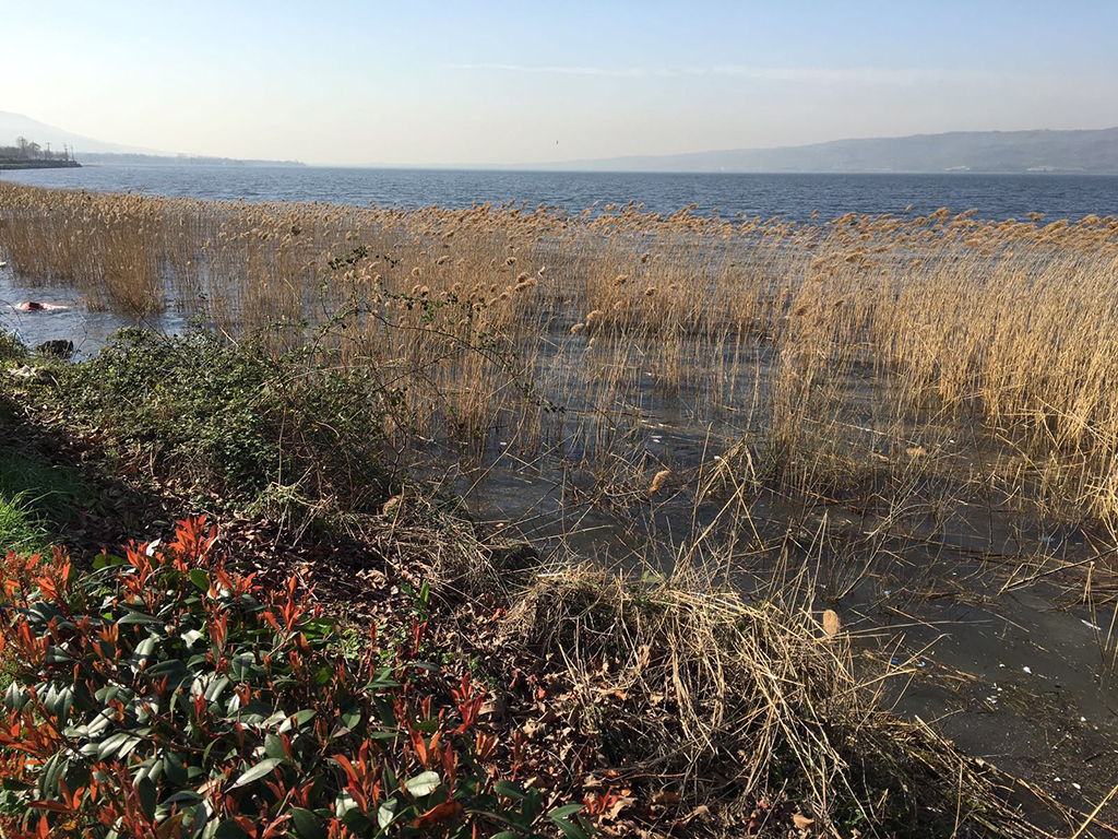 SASKİ Göl Kıyısını Temizliyor