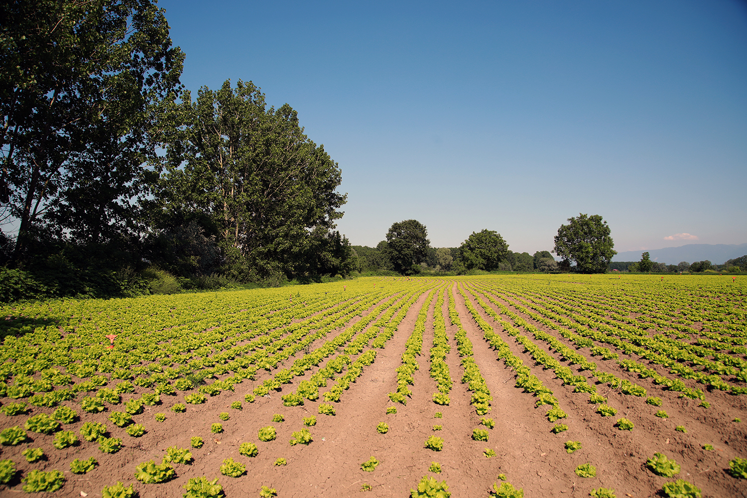 Çiftçilerin yüzü gülüyor