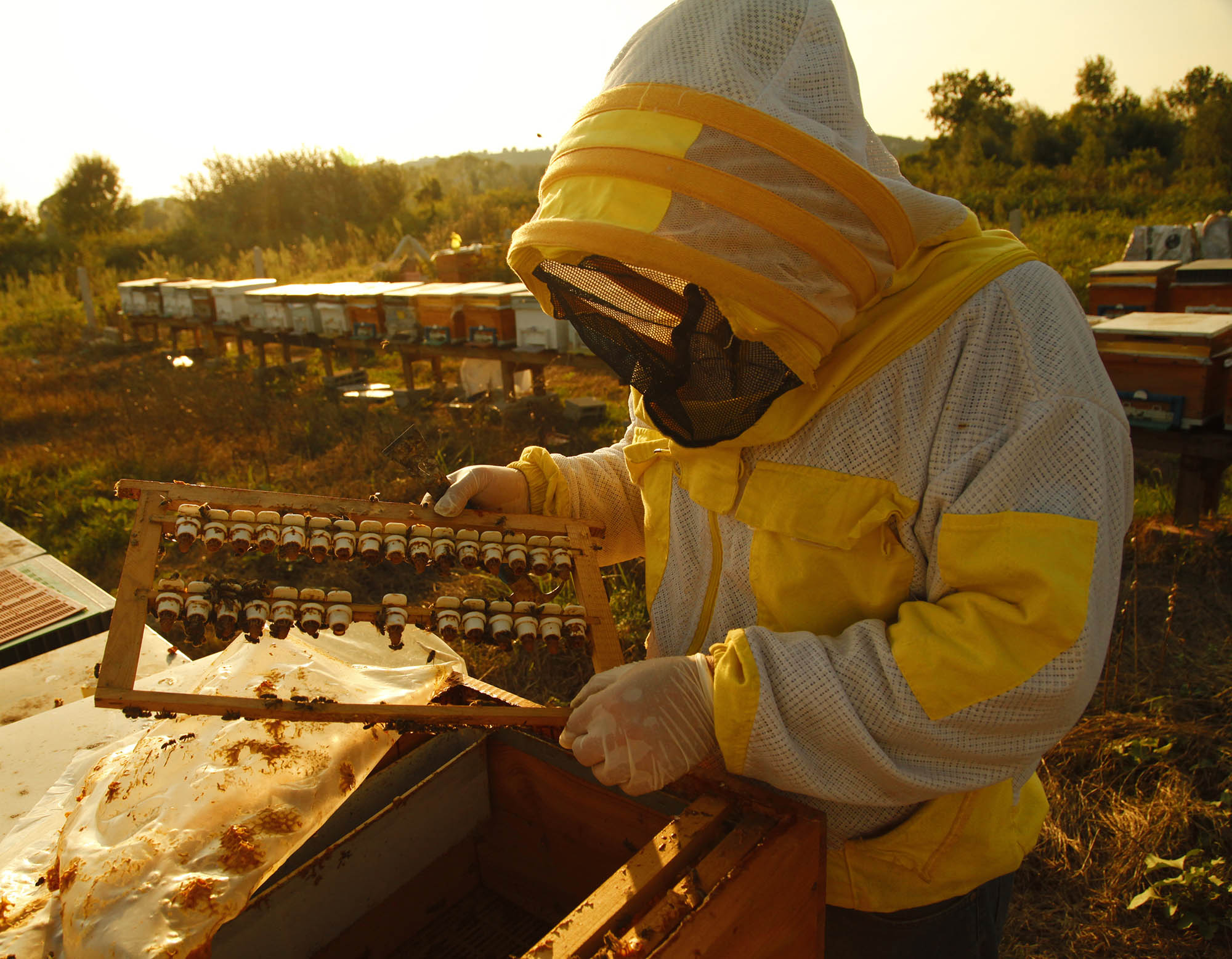 Büyükşehir’in ‘Altın Karınca’ ödüllü projesi rekor kırdı: 1 yılda tam 29 ton üretim
