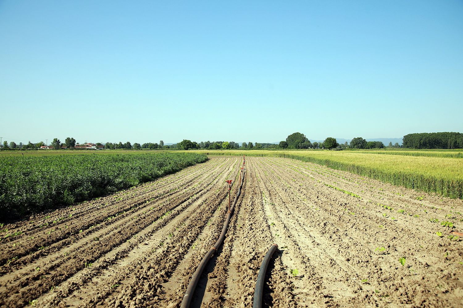Çiftçilerin yüzü gülüyor