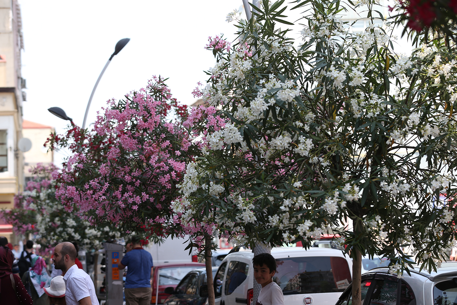 Şehir çiçek açtı