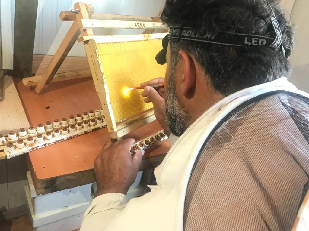 Büyükşehir, ana arı üretimi eğitimleri gerçekleştirildi