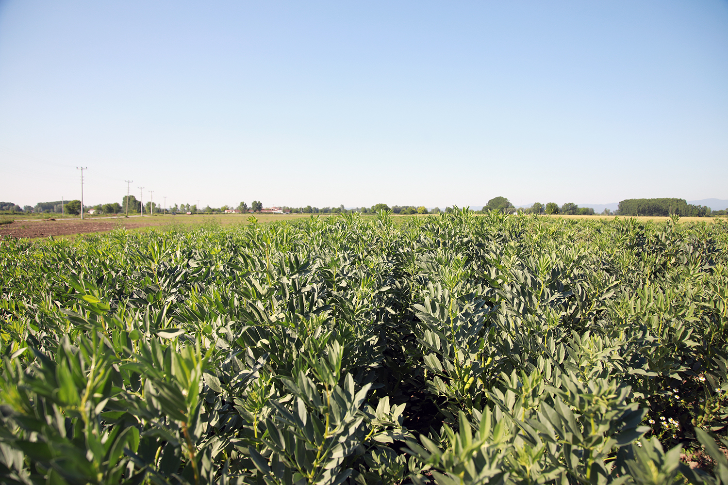 Çiftçilerin yüzü gülüyor