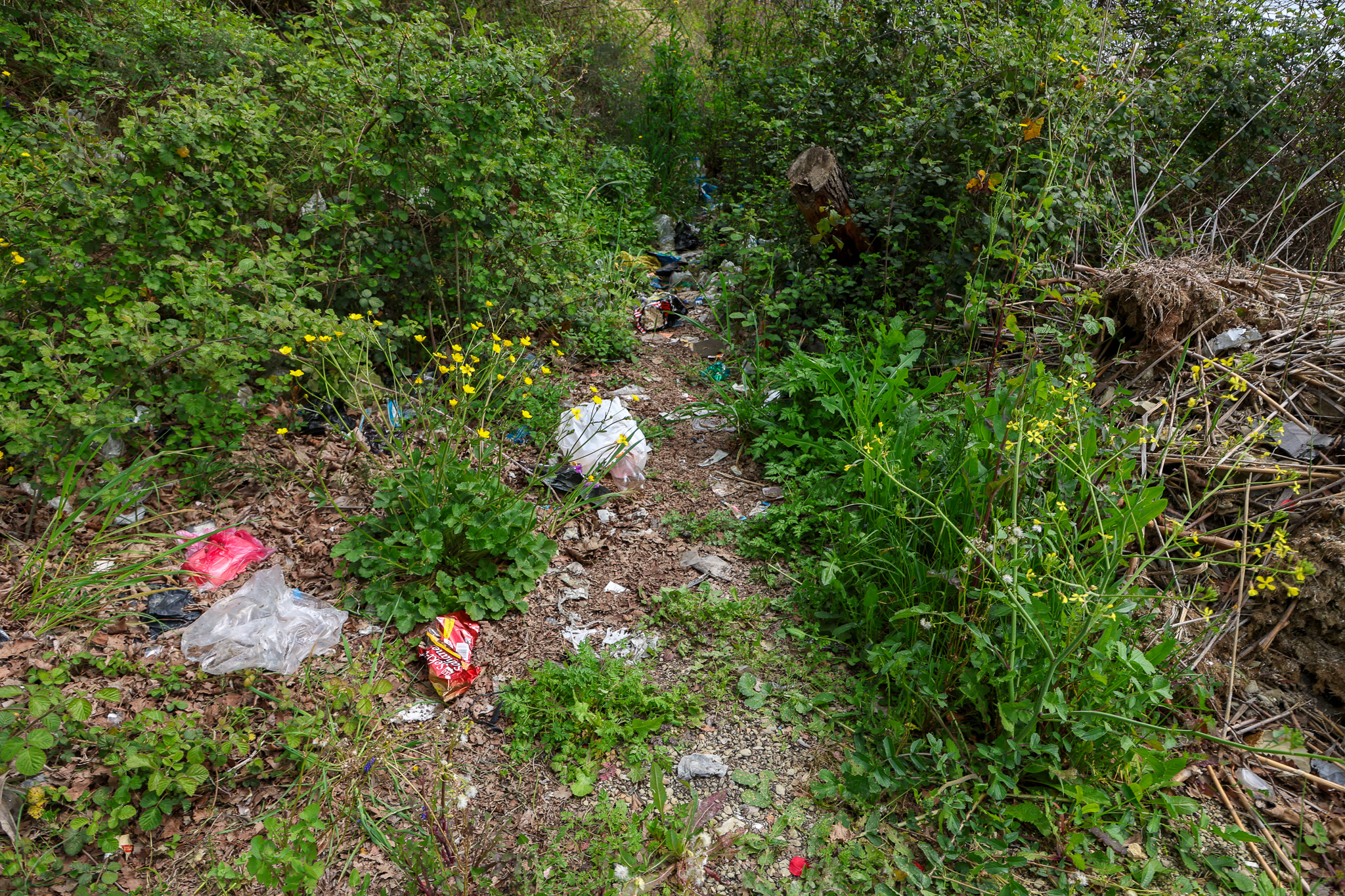 Sapanca Gölü’nün her bir karışı Büyükşehir’in takibinde: Tonlarca atık topladılar…