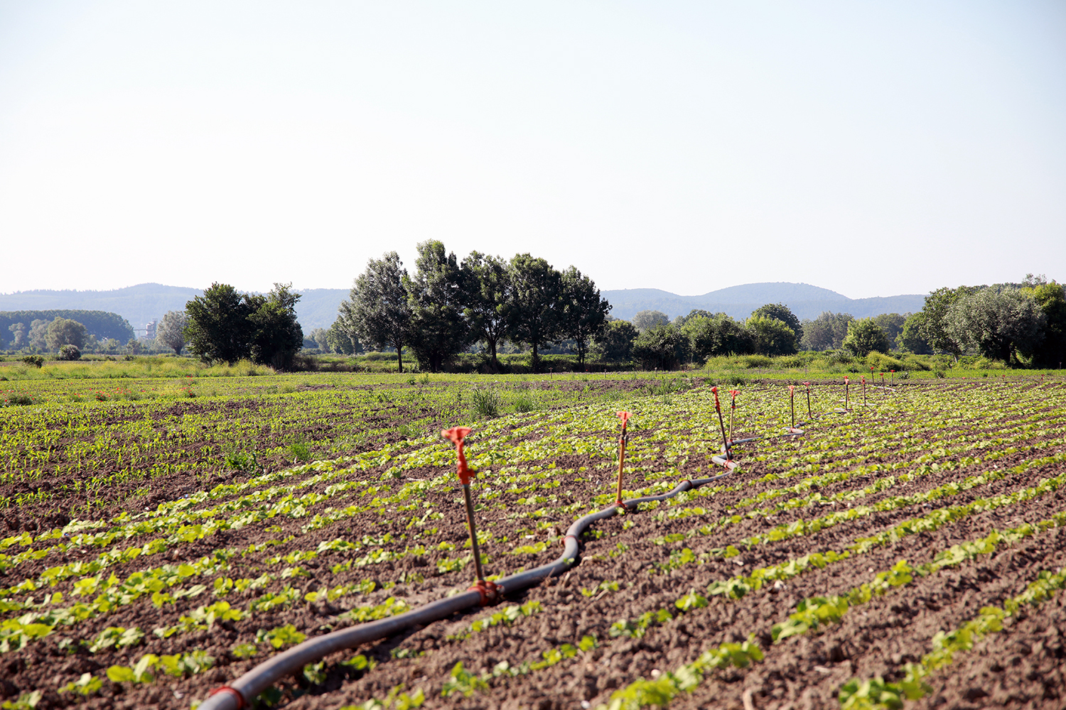Çiftçilerin yüzü gülüyor