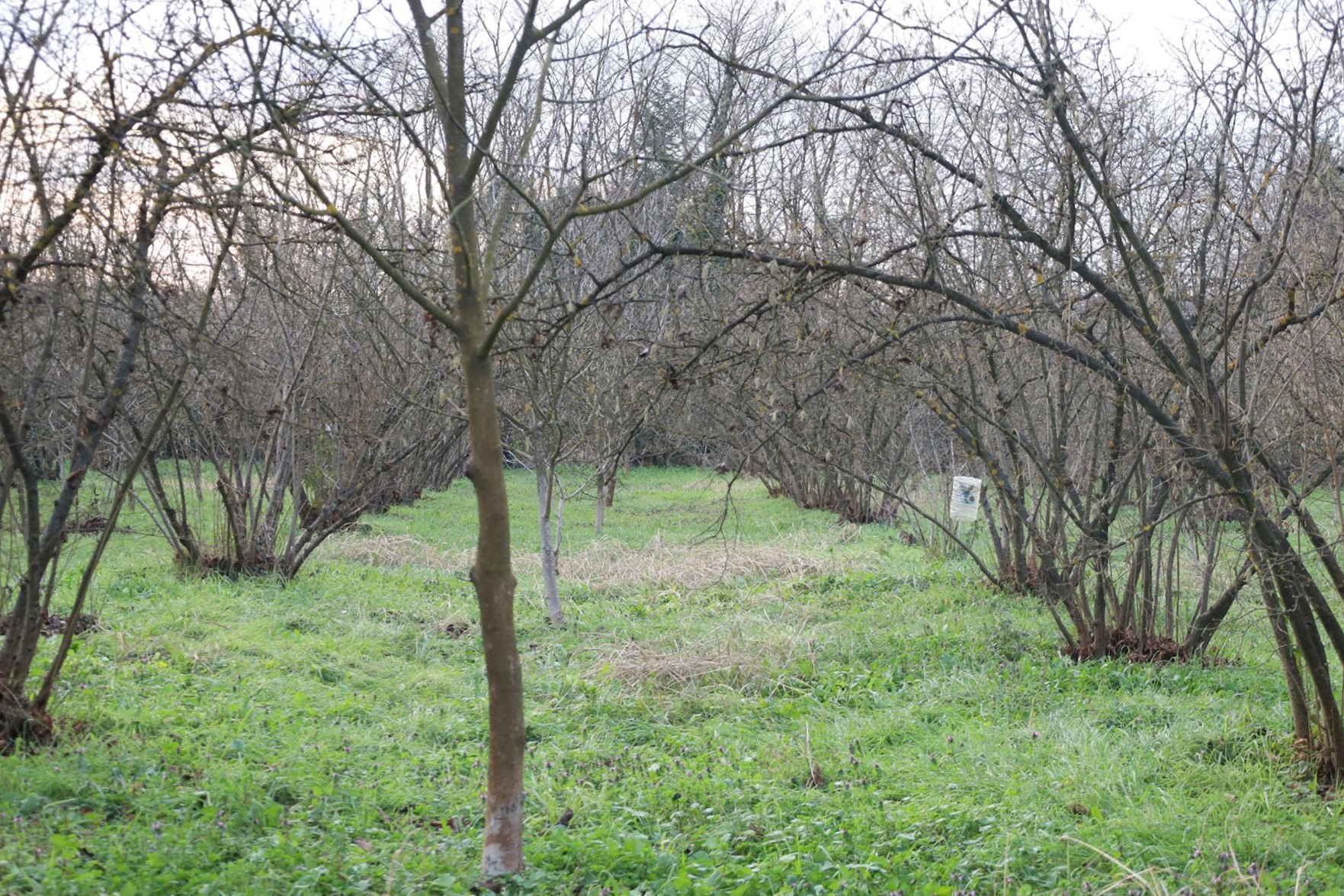 Evi görünce terk etmeyi düşündü: Binlerce kokarcanın istila kabusunu TUTSAK bitirdi