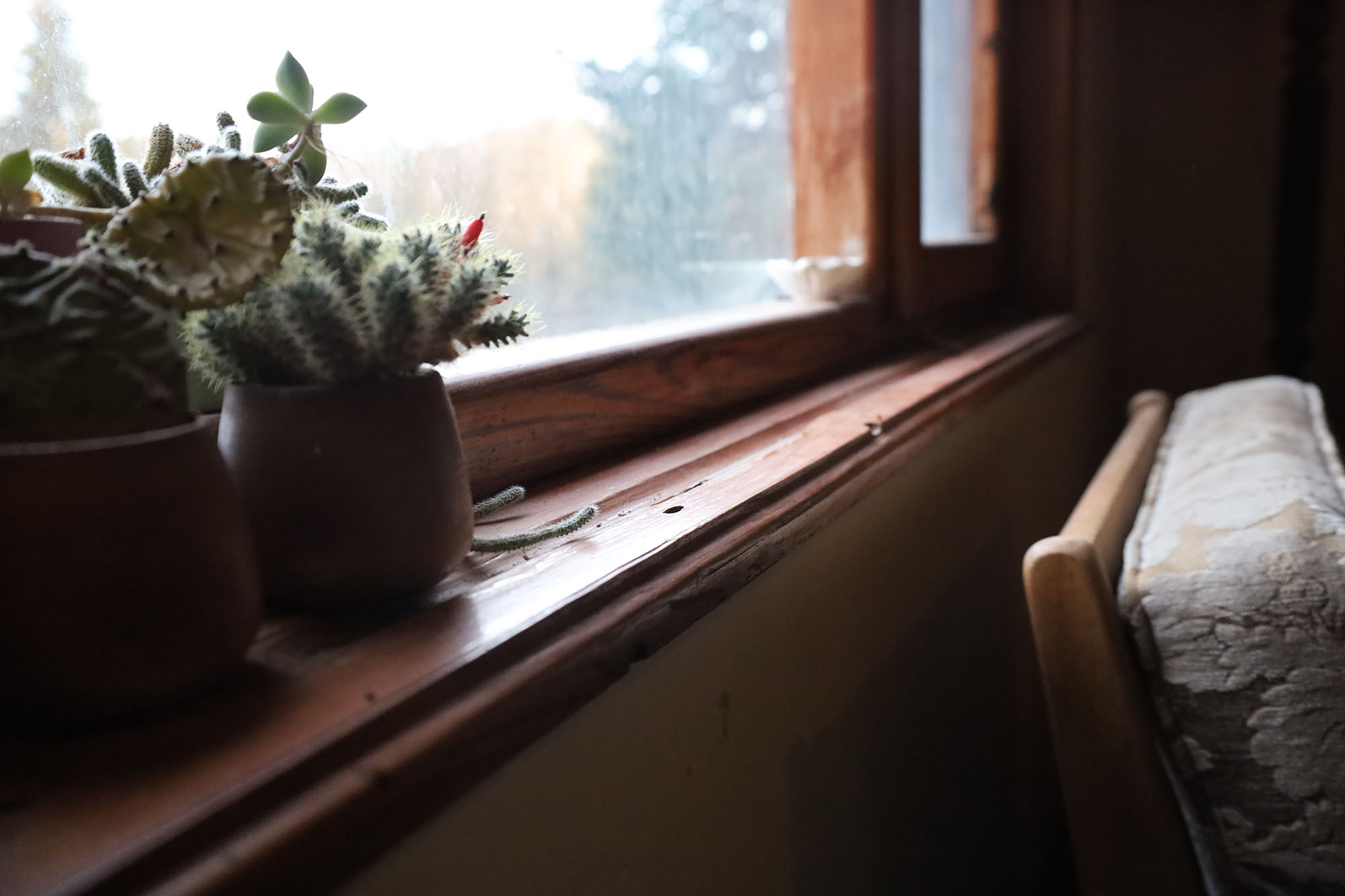 Evi görünce terk etmeyi düşündü: Binlerce kokarcanın istila kabusunu TUTSAK bitirdi