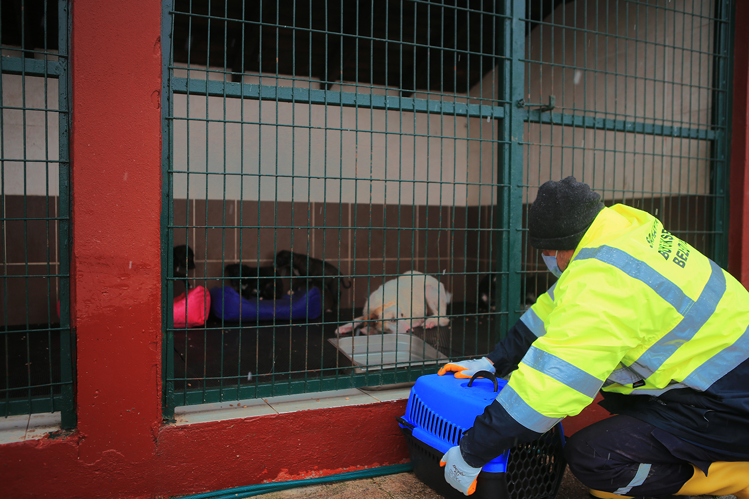 Büyükşehir anne köpek ve yavrularını koruma altına aldı