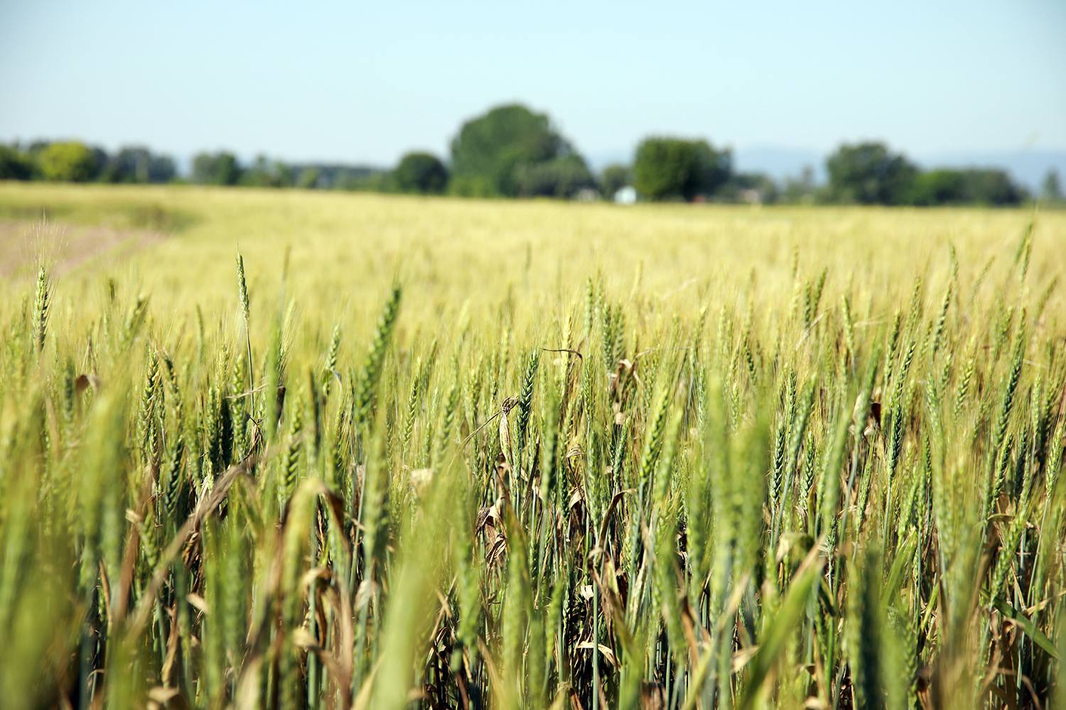 Çiftçilerin yüzü gülüyor
