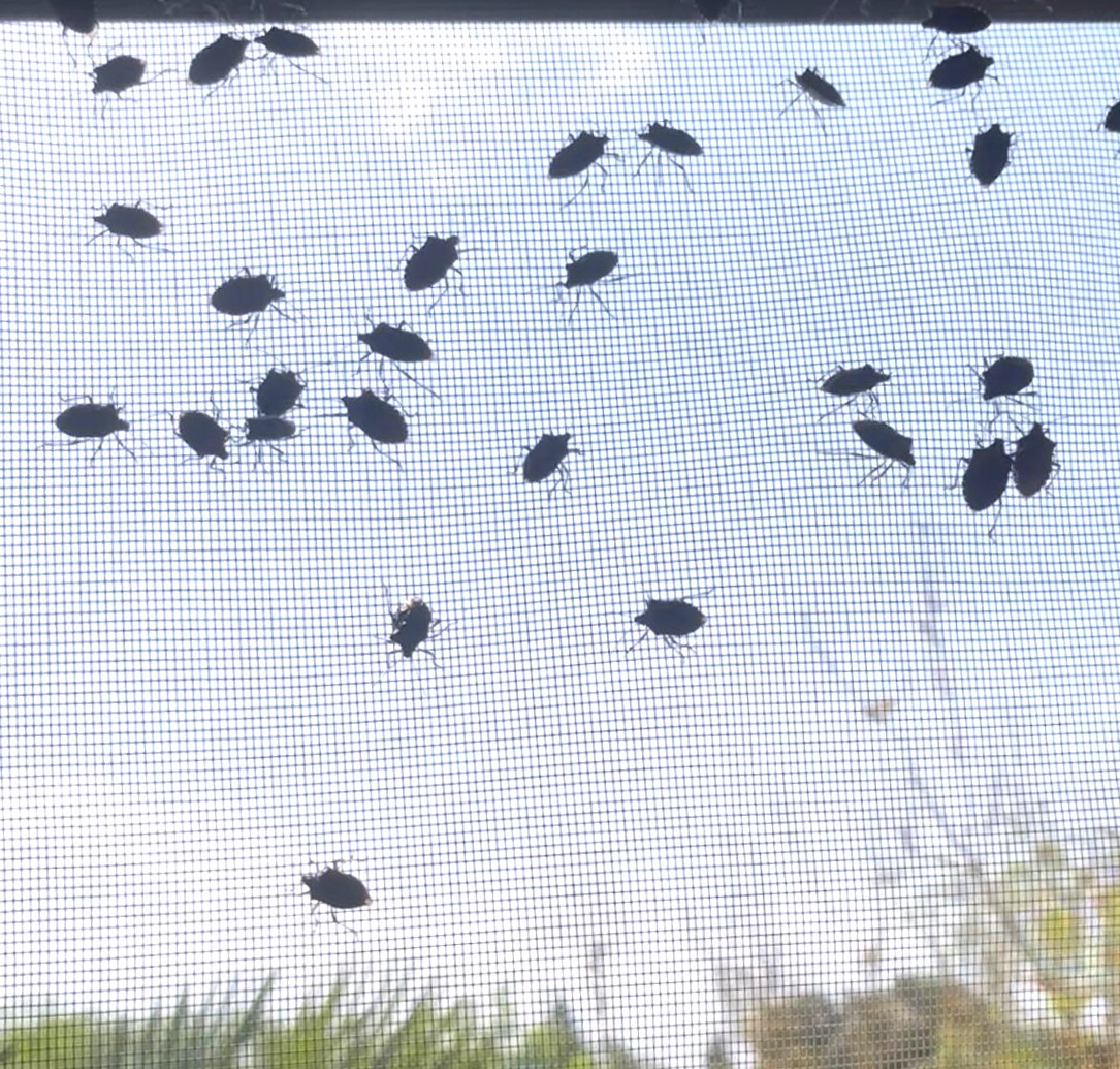 Evi görünce terk etmeyi düşündü: Binlerce kokarcanın istila kabusunu TUTSAK bitirdi