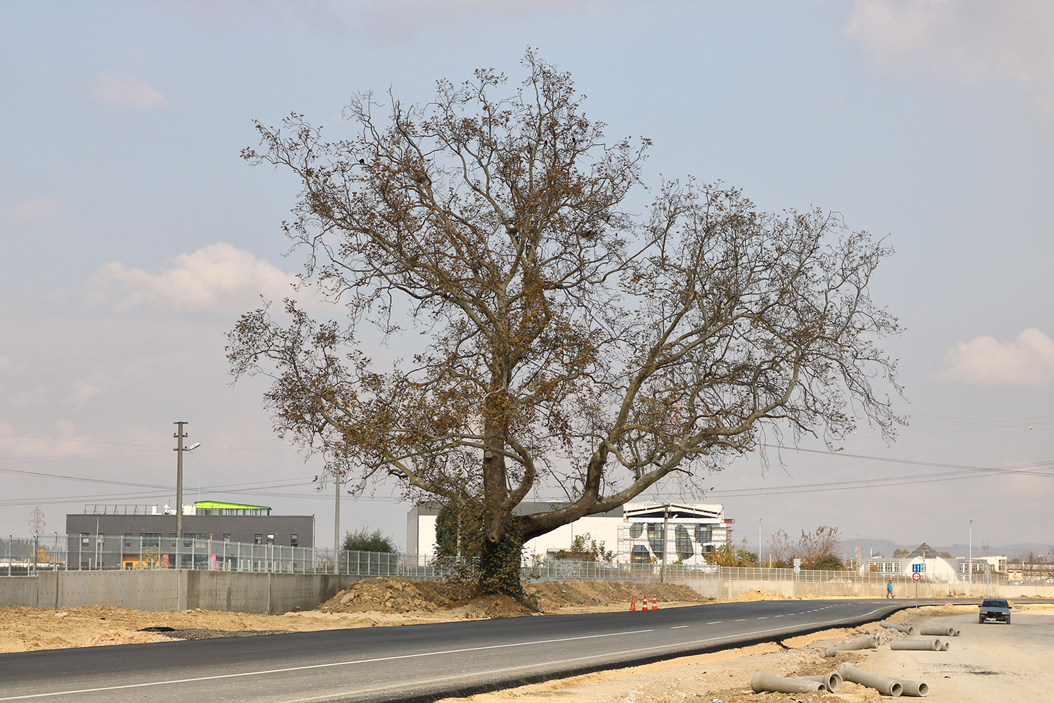 Duble yol güzergahı Çınar Ağacı için değişti