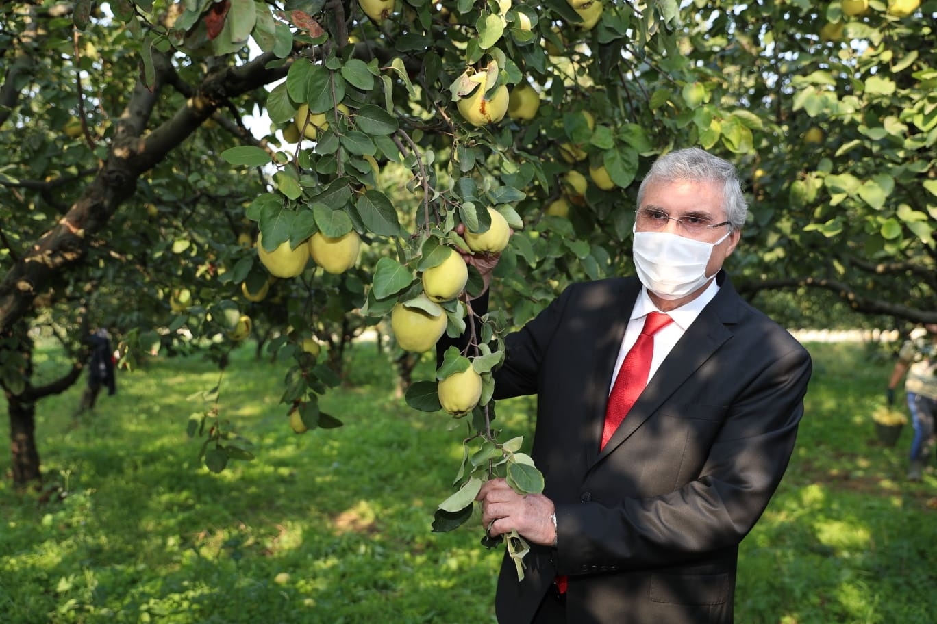 “Dünyanın ayvasını şehrimiz üretiyor”