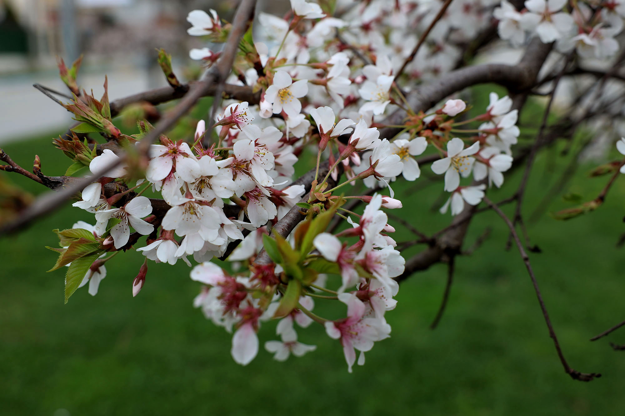 Sakarya’da baharın büyüleyici cümbüşü