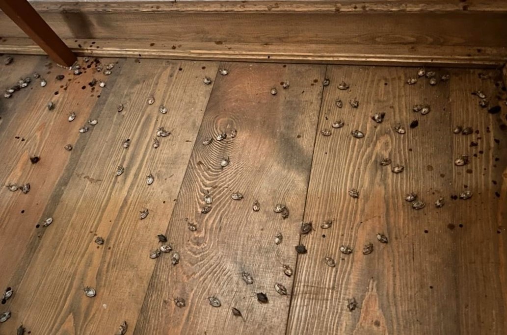 Evi görünce terk etmeyi düşündü: Binlerce kokarcanın istila kabusunu TUTSAK bitirdi