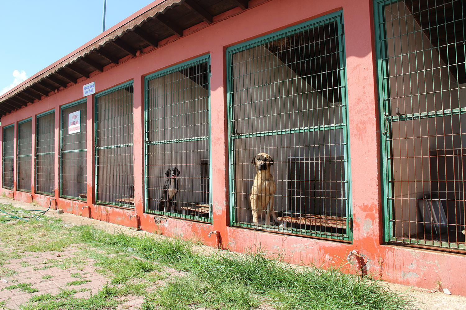 Geçici Bakımevinde ‘Bir Köpeğin Kurtuluş Öyküsü’