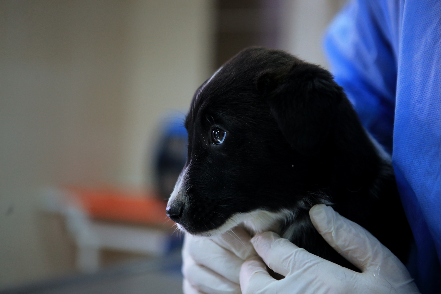 Büyükşehir anne köpek ve yavrularını koruma altına aldı