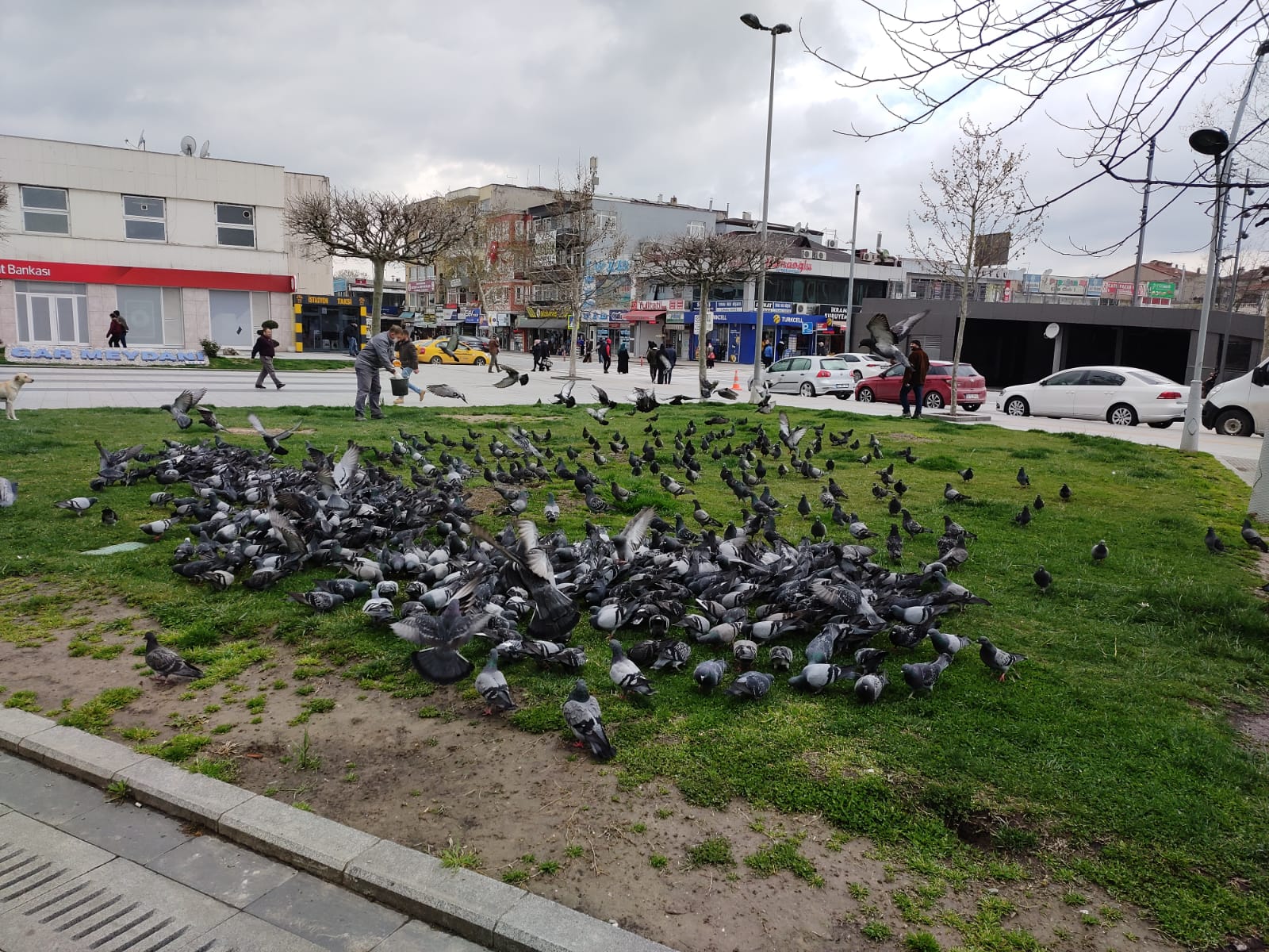 Sokak hayvanlarına Büyükşehir desteği