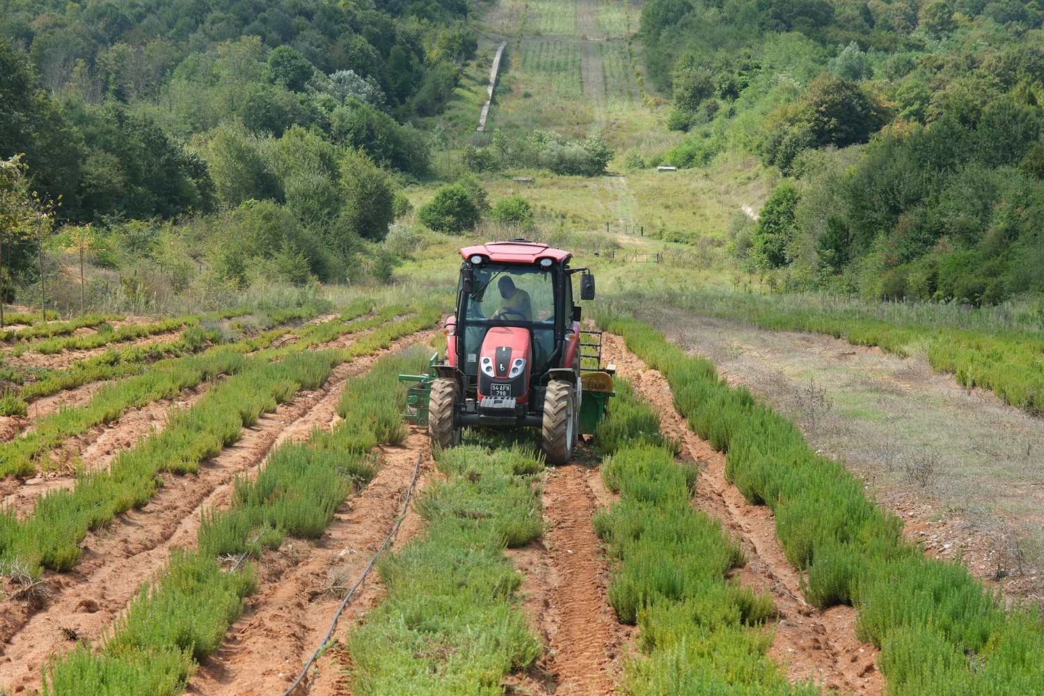 Botanik Vadisi’nde biberiye zamanı: Hedef 15 ton