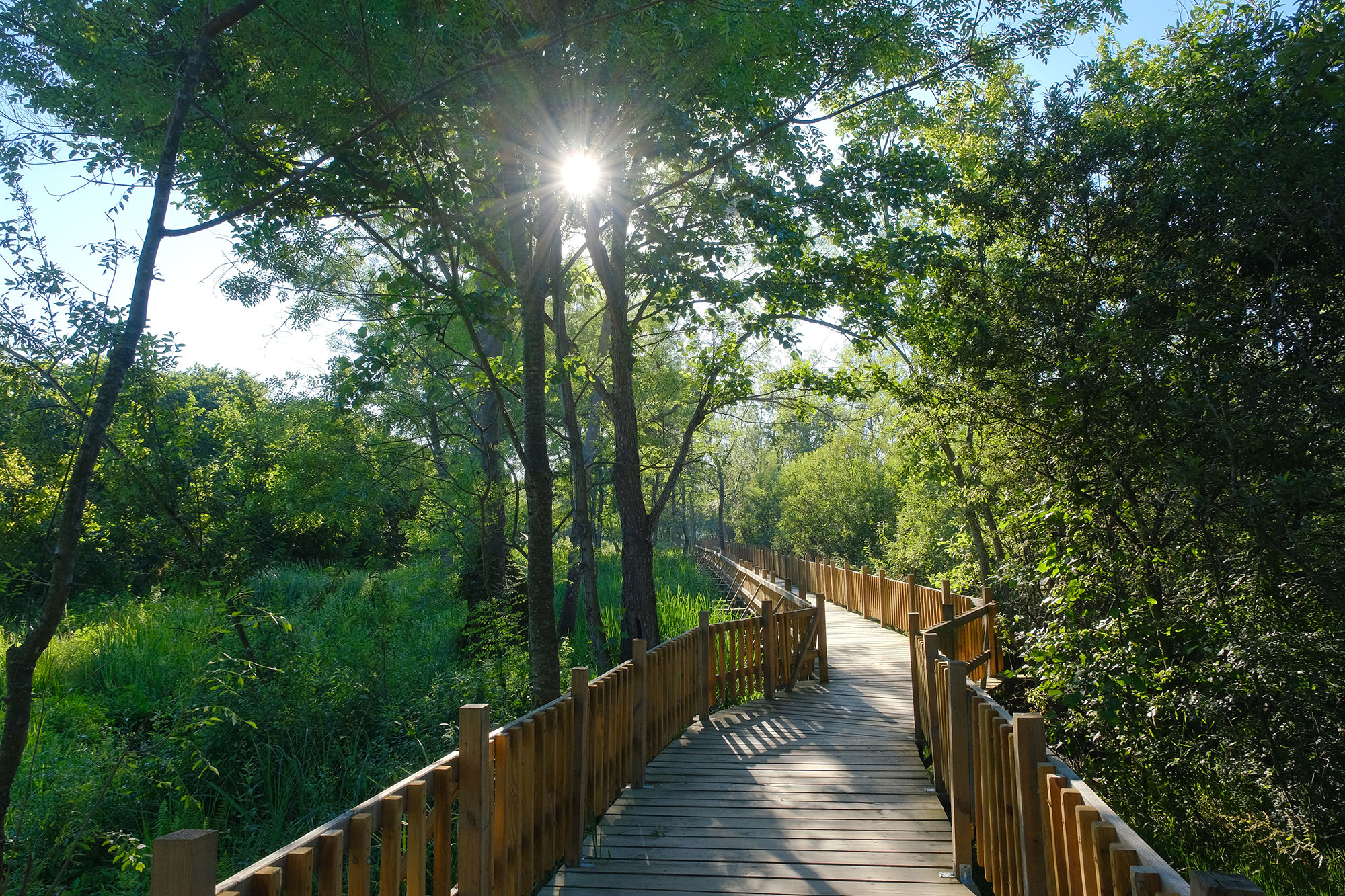 Doğal cennet Acarlar Longozu yaz sezonunda turizmin gözdesi oldu