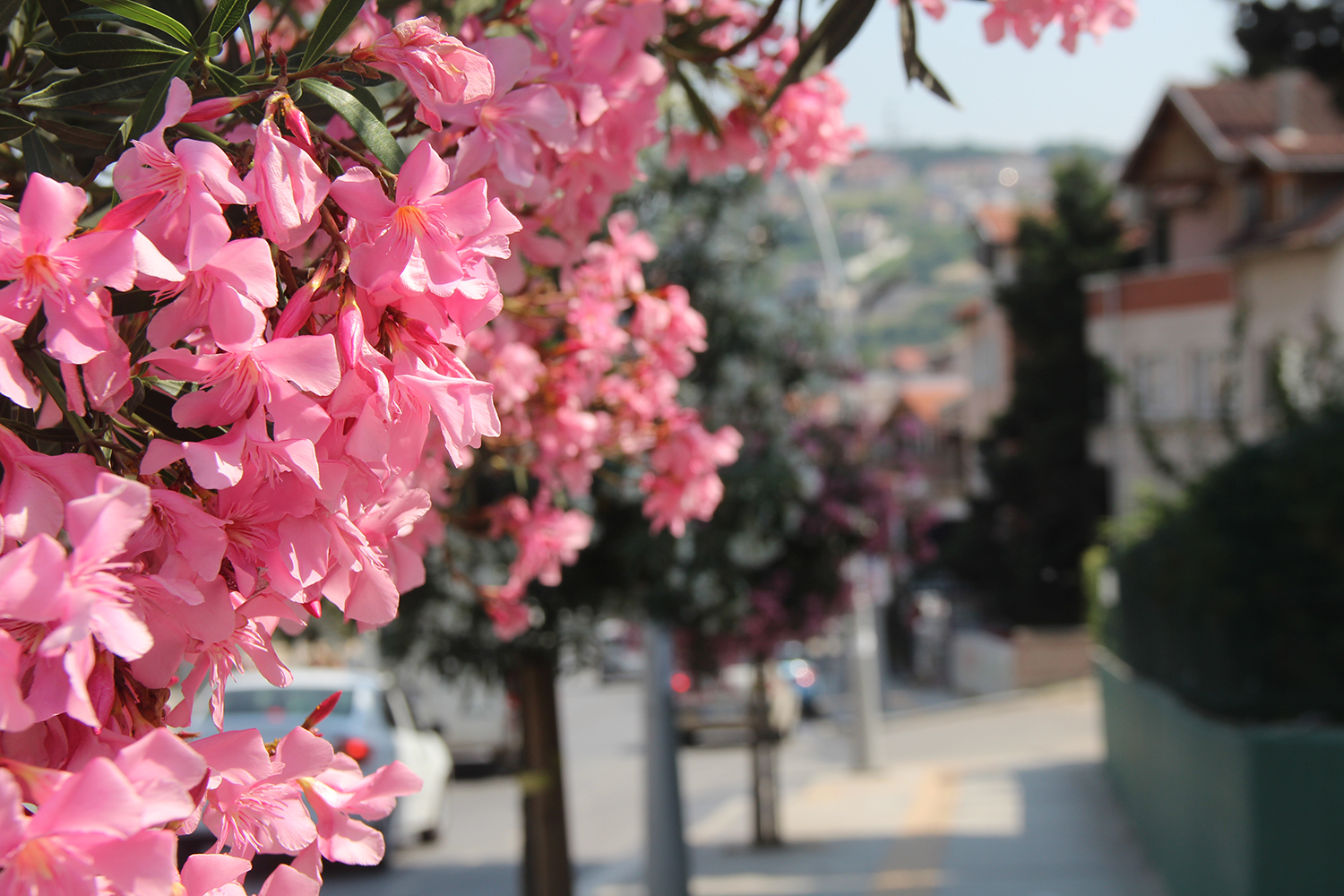 Şehir çiçek açtı