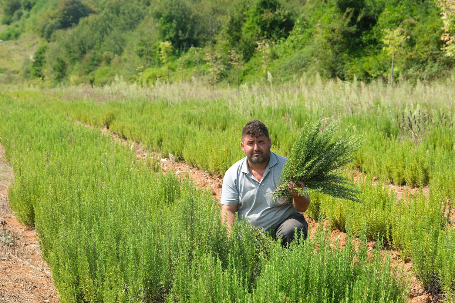 Botanik Vadisi’nde biberiye zamanı: Hedef 15 ton