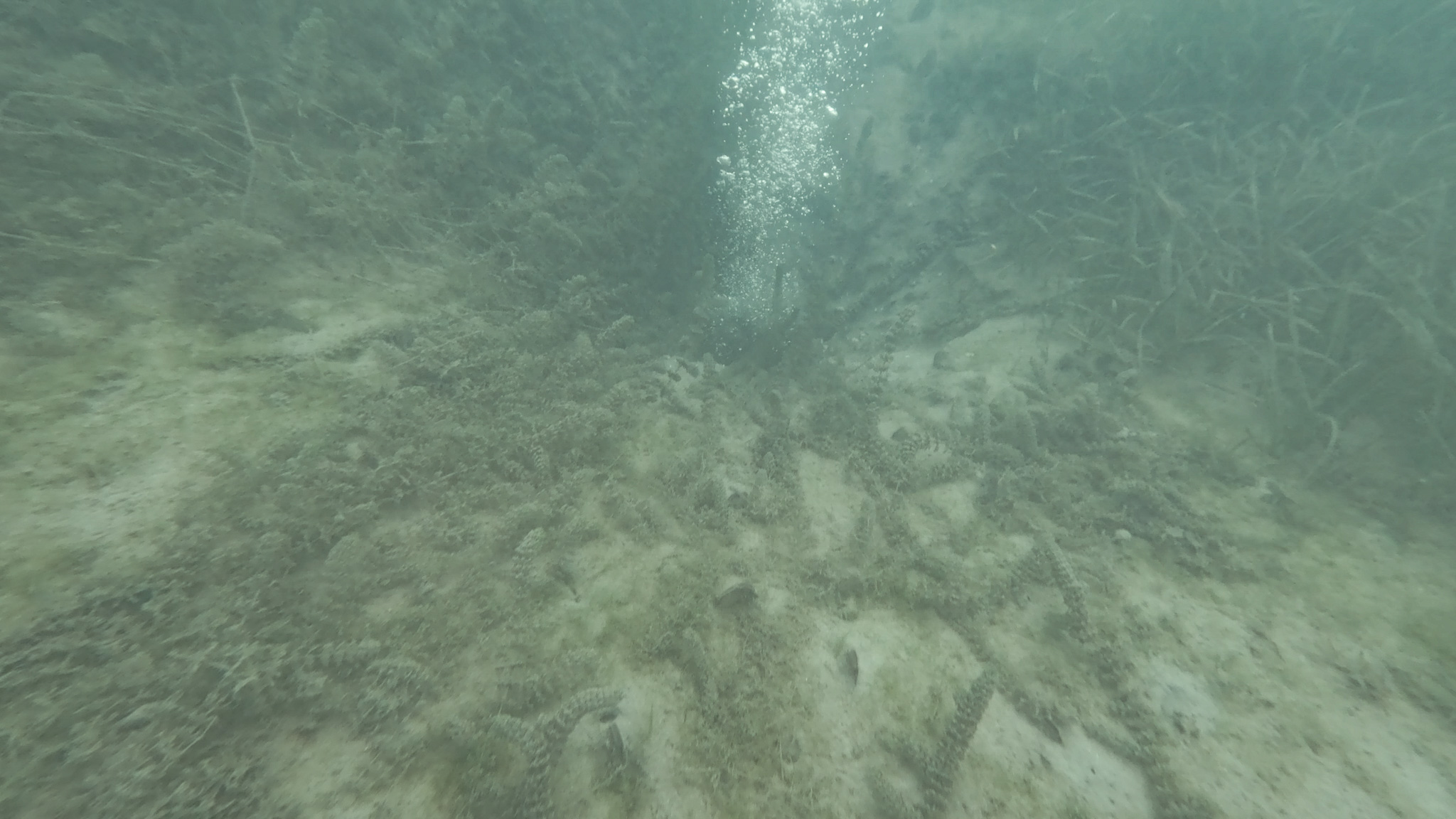 SASKİ Sapanca Gölü’ndeki o noktada incelemenin sonucunu paylaştı: “Yapılan incelemede olumsuz bir duruma rastlanmadı” 