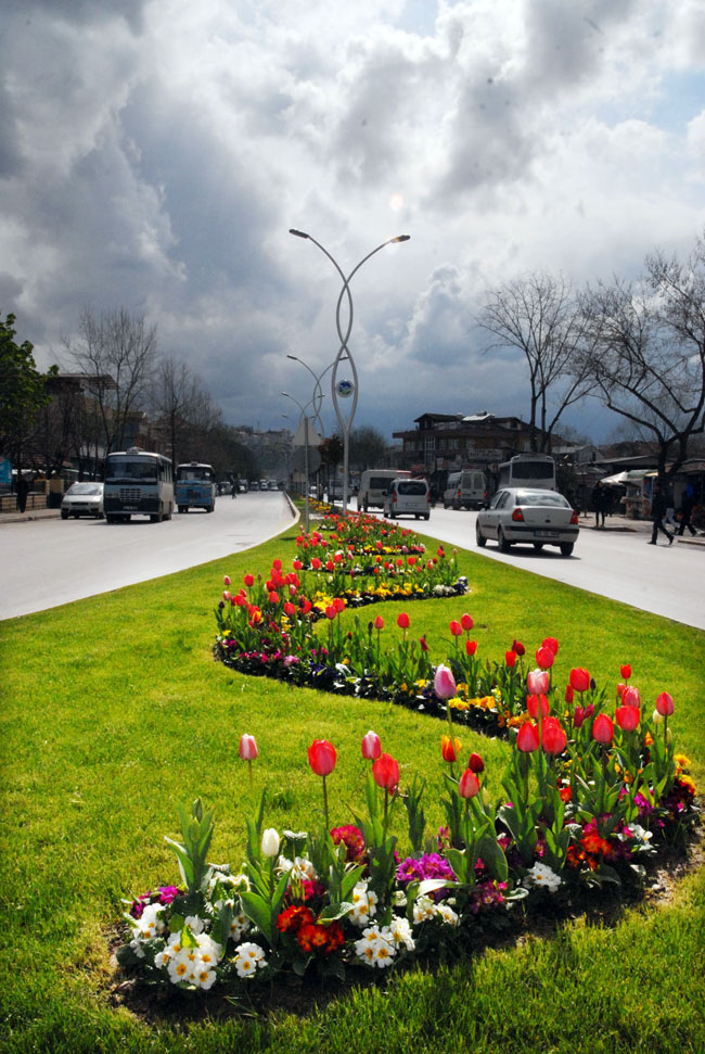 Büyükşehir'in Laleleri Çiçek Açtı