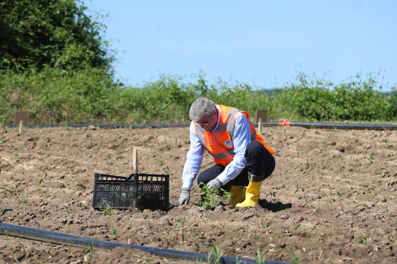 Ata Tohumları toprakla buluşturuldu