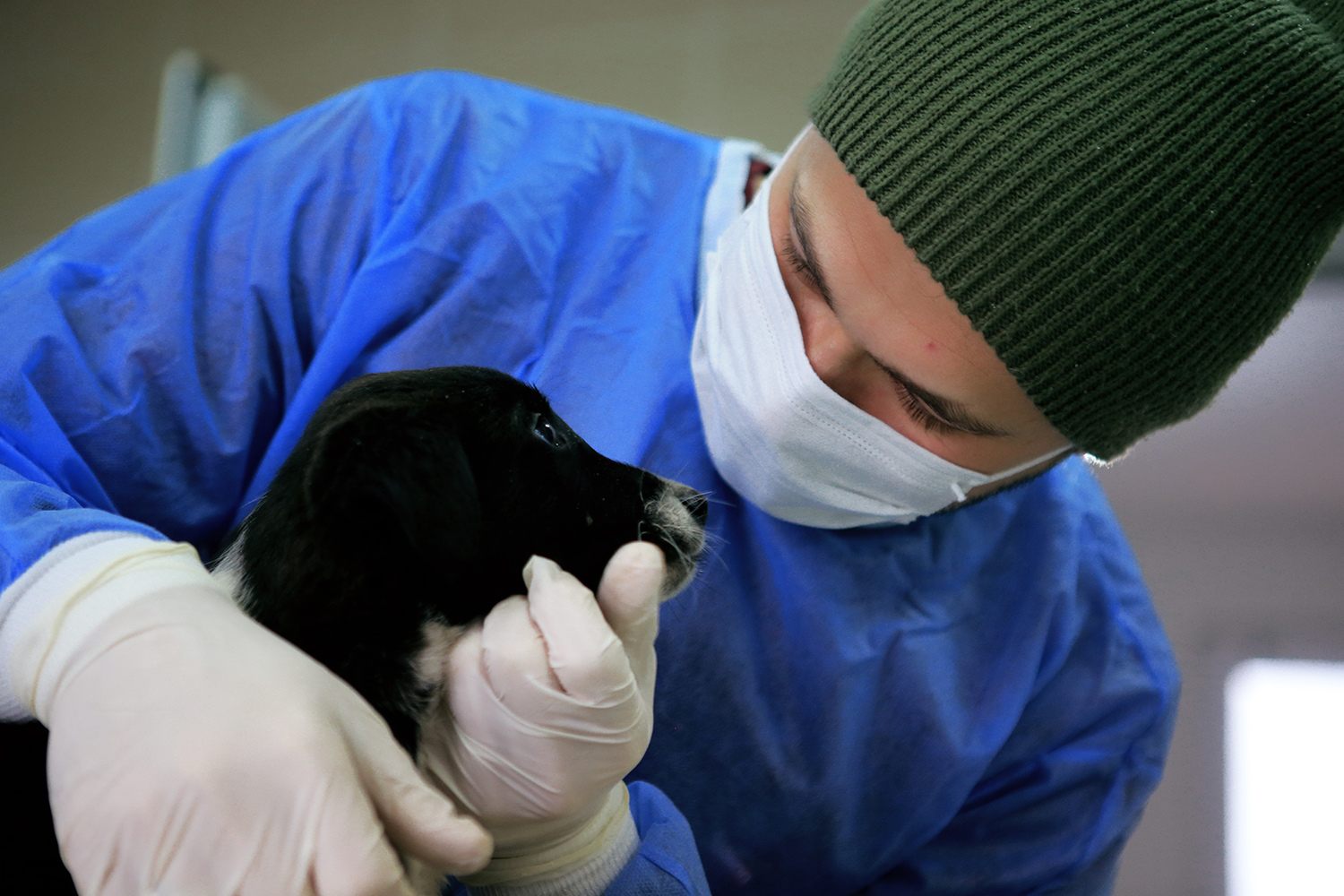 Büyükşehir anne köpek ve yavrularını koruma altına aldı