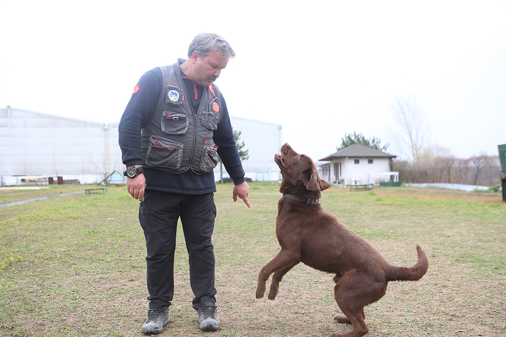 Büyükşehir öncü oldu: Canları kurtaracak köpekler en zor güne hazırlanıyor