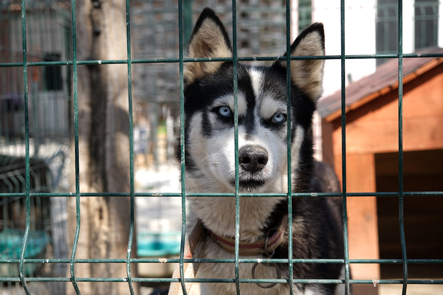 Büyükşehir veteriner ekibi Antakya’da can dostlarının yaralarını sarıyor