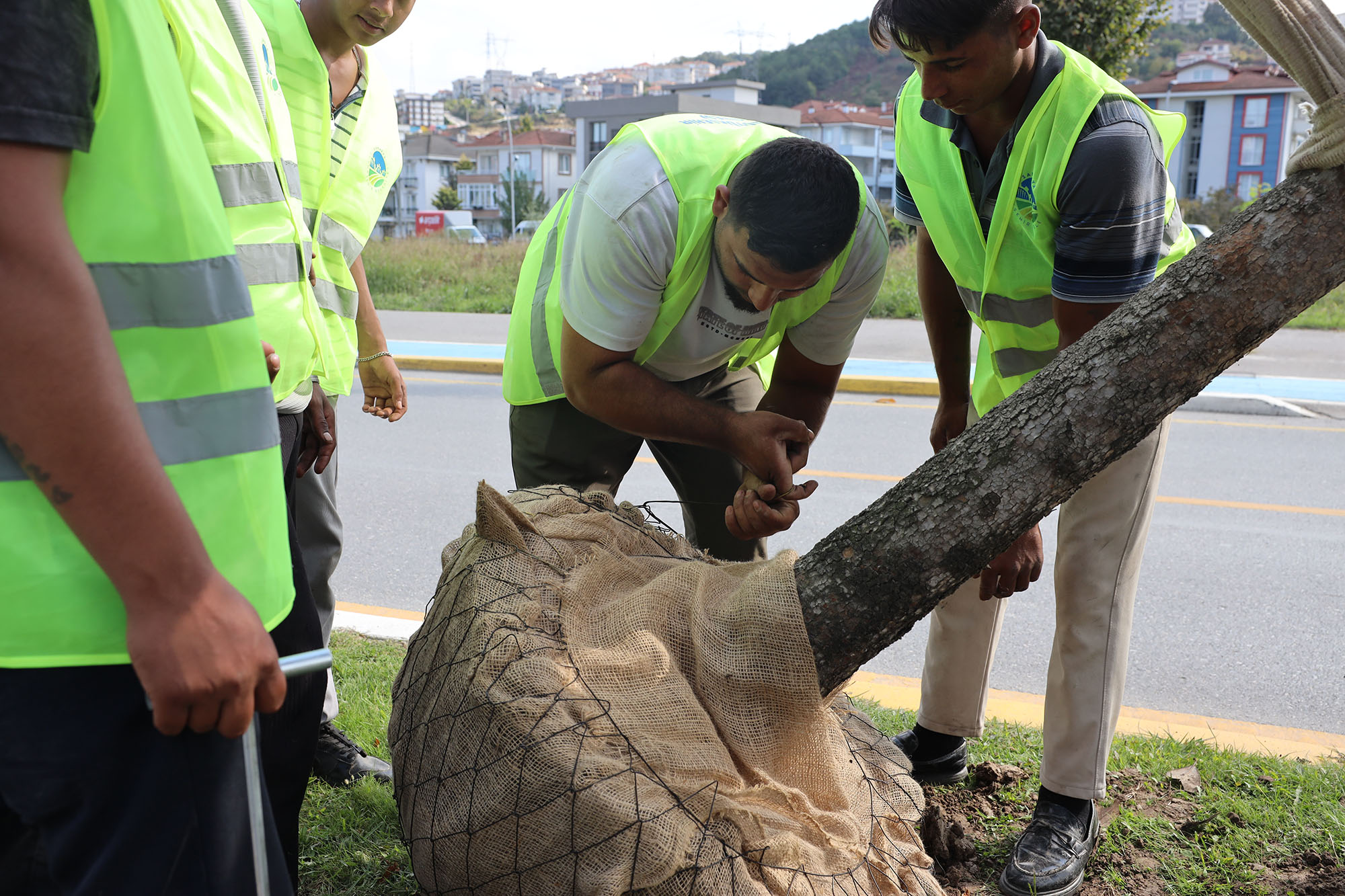 Raylı Sistem’de ilk kazma öncesi sahada hazırlık başladı: Ağaçlar titiz bir çalışmayla taşınıyor