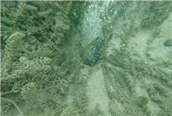 SASKİ Sapanca Gölü’ndeki o noktada incelemenin sonucunu paylaştı: “Yapılan incelemede olumsuz bir duruma rastlanmadı” 