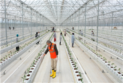 “Seracılık Mükemmeliyet Merkezi’nde 65 bin kök domates fidesi dikildi”