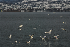 Sapanca Gölü’nde son 10 yılın rekoru kırıldı