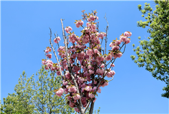 Çiçek açan Sakura ağaçları şehri görsel bir şölene dönüştürdü