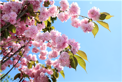 Çiçek açan Sakura ağaçları şehri görsel bir şölene dönüştürdü