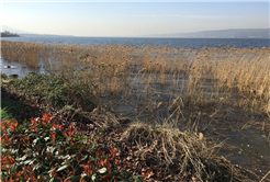 SASKİ Göl Kıyısını Temizliyor