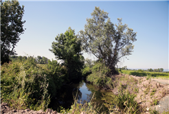Çiftçilerin yüzü gülüyor
