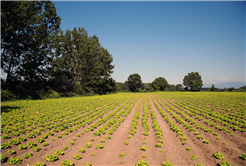 Çiftçilerin yüzü gülüyor