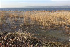 SASKİ Göl Kıyısını Temizliyor