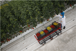 Türkiye’de model olan projede rekor üretim: 4 ayda 550 ton domates