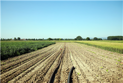Çiftçilerin yüzü gülüyor